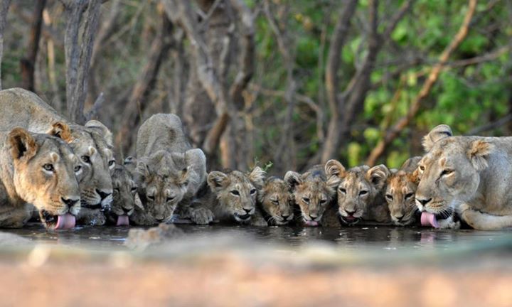 Hakunamatata!

Picture Courtesy: Mukesh Acharya - Wildlife photographer.