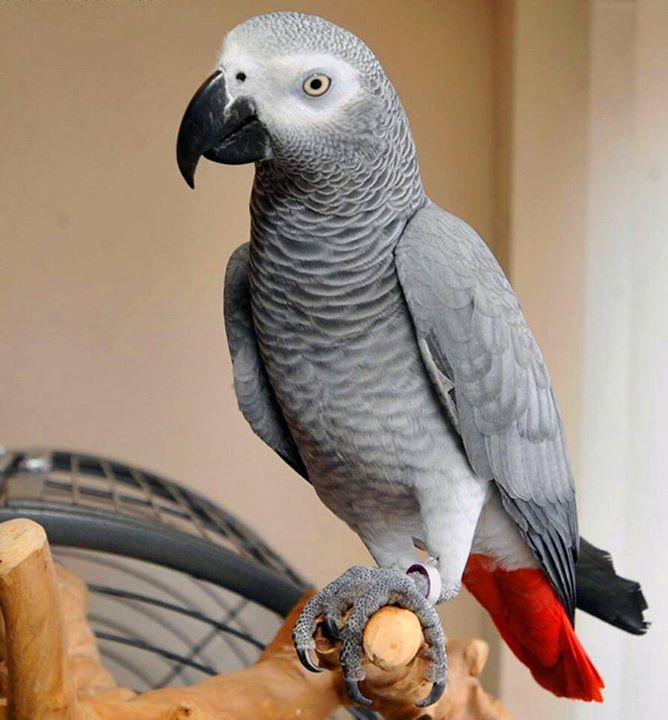 A bird lover has lost his 3.5 year bird(african gray parrot) “Raja” from his residence near Jivraj Mehta Hospital and is looking for help, if any of us get a chance to spot this bird let us help him meet his care taker again! You can let me know here or call the care taker Mr Gaurang on 9898033510/8320989336.
#Ahmedabad #BirdLove #AfricanGrayParrot #MissingBird