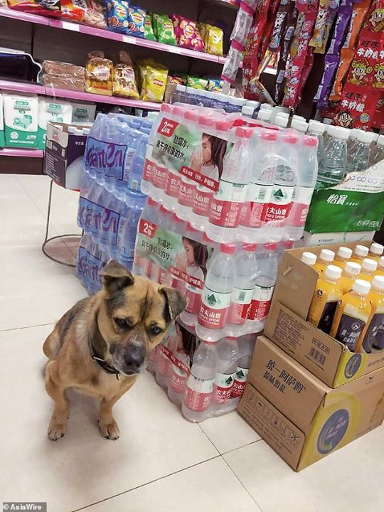 Loyal dog waits at a Wuhan hospital for 3 months after his owner dies from COVID-19.

7 year old dog Xiao Bao waited patiently for his owner at Wuhan hospital.Staff at Wuhan Taikang Hospital fed Xiao Bao. Xiao's owner died 5 days after being admitted.

Staff said Xiao Bao refused to leave. Even when they deliberately dropped him off somewhere far away, he would make his way back to the Hospital and patiently wait for his owner.

Source: The Indian Express
#Dogs #loyal  #wuhan #wuhanchina #CoronaVirus #COVID19 #lockdown #quarantine #xiaobao