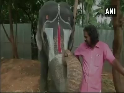 An elephant in Tamil Nadu can play harmonica.. #elephant #harmonica #mouthorgan