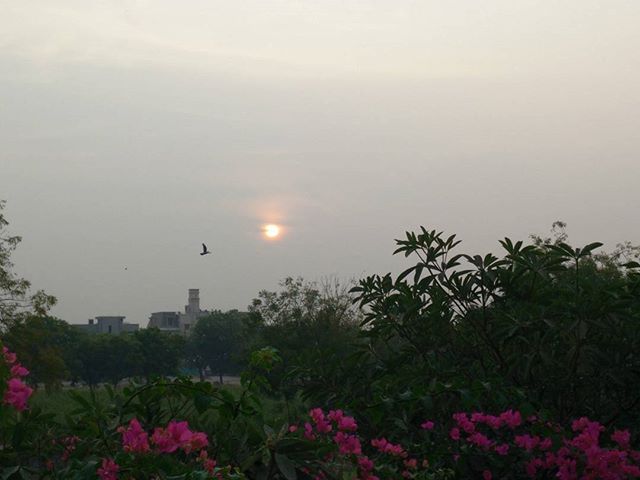 #good #morning #amdavad!
It's quiet an unsual weird morning.. #cloudy #sunrise #winterishere #winteriscoming #rainy #ahmedabad #flowers