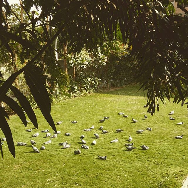 Naadan Parindey!! #NaadanParindey #kabutar #pigeons #garden #birds