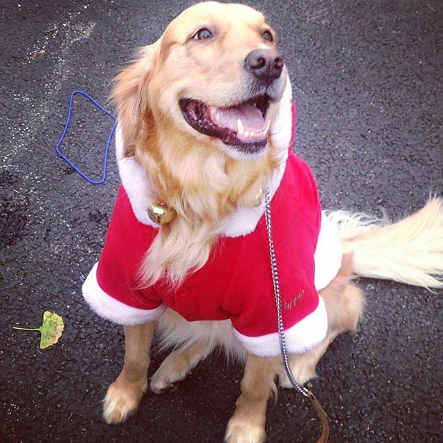 RJ Dhvanit,  Merry, Christmas, Amdavad!, christmas, xmas, jinglebells, christmasspirit, merrychristmas, christmas2015, doggie, dog, puppy, santa, red