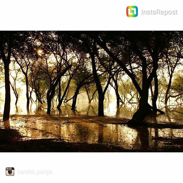 @harshil_poriya shared this image of #thol lake with #iloveamdavad hastag. Share your favorite pic clicked by you of #ahmedabad and lets celebrate #amdavad ka #birthday in style!