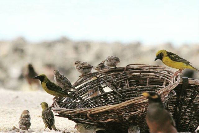 Happy World Sparrow Day!

#sparrow #sparrows #chakli #worldsparrowday