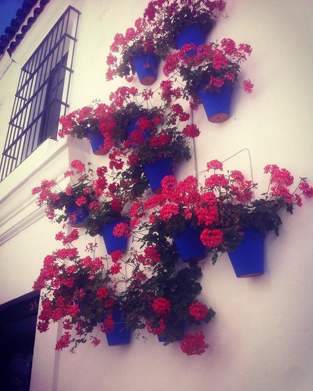 RJ Dhvanit,  Amdavad., flowers, goodmorning, ahmedabad, spain, barcelona, latepost, latergram, flower