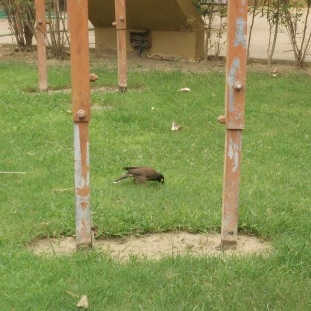 RJ Dhvanit,  Garden, goodmorning, bird, nature, green, greenday