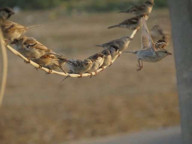 Happy World #sparrow Day!
Pic courtesy @hardik.pota 
#worldsparrowday #sparrows