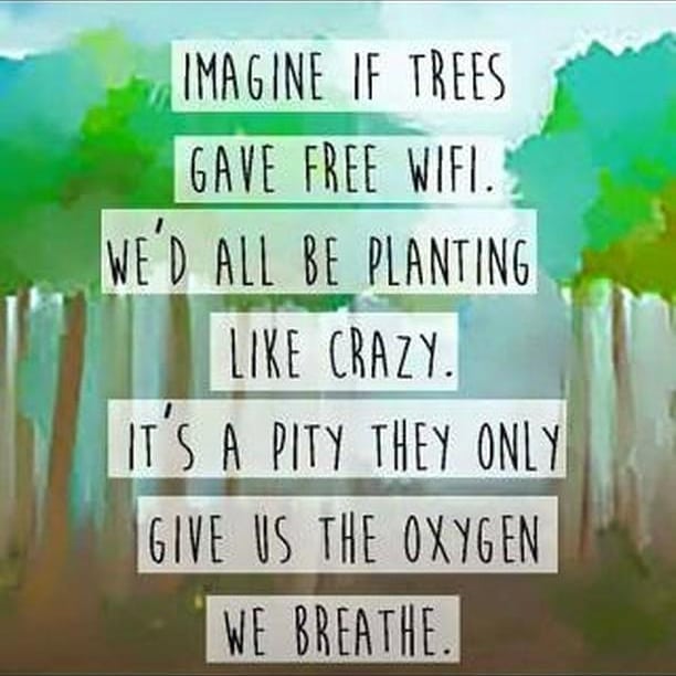 Imagine if tree Gave us wifi, wont we all be planting it?! Join me and become a 'ped-man'! Lets plant 1 lakh trees in #ahmedabad and make it more #greener. 
To register for your saplings send me a DM or fill the form link in my bio

#treeidiots #treeidiot #treeidiot3 #tree #trees #gogreen #ecofriendly #monsoon #monsoons #amc #ahmedabad #dhvanit