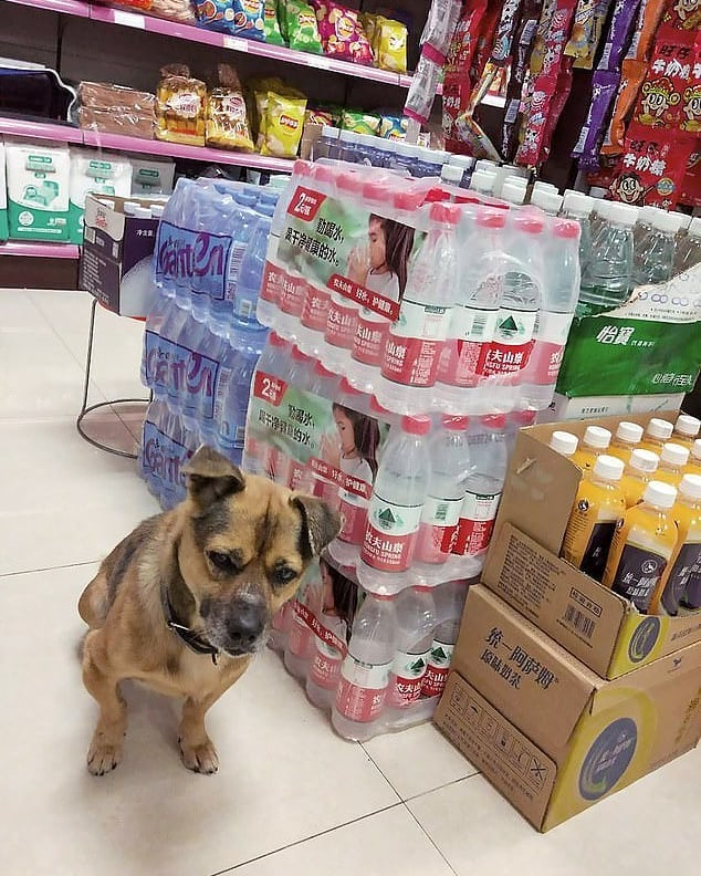 Loyal dog waits at a Wuhan hospital for 3 months after his owner dies from COVID-19.

7 year old dog Xiao Bao waited patiently for his owner at Wuhan hospital.Staff at Wuhan Taikang Hospital fed Xiao Bao. Xiao's owner died 5 days after being admitted.

Staff said Xiao Bao refused to leave. Even when they deliberately dropped him off somewhere far away, he would make his way back to the Hospital and patiently wait for his owner.

Source: The Indian Express

#dogsofinstagram #loyal #dogstagram #wuhan #wuhanchina #CoronaVirus #COVID19 #lockdown #quarantine #dog #xiaobao