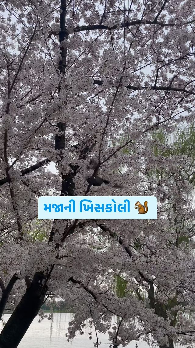 મજાની ખિસકોલી 🐿️ 

છેલ્લે તમે ખિસકોલીની રમતિયાળ પૂંછડી ધ્યાનથી ક્યારે જોઈ હતી? 

#squirrel #washingtondc #cherryblossom #cherryblossoms