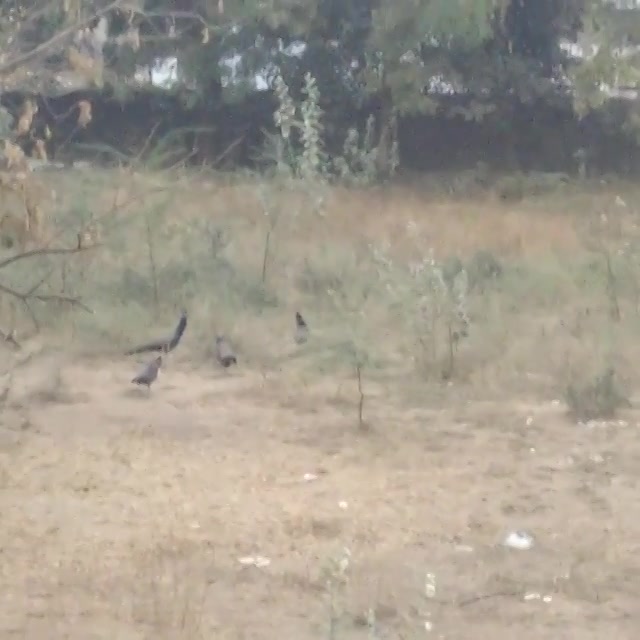 From my friends #balcony

#peacocks #pehens #serenity #nature  #goodevening #amdavad #ahmedabad