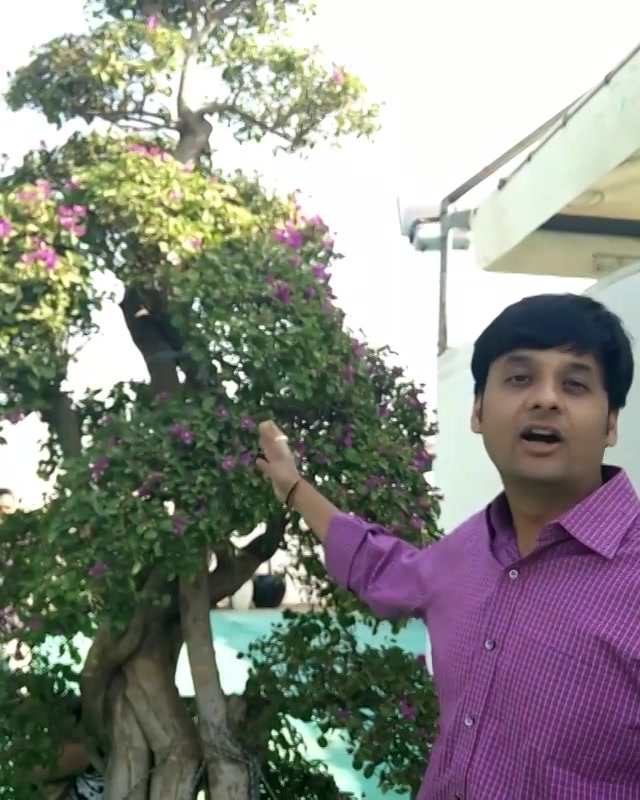 #bougainvillea #bonsai at the #flower show 
#flowerstagram #flowers #flowershow2016