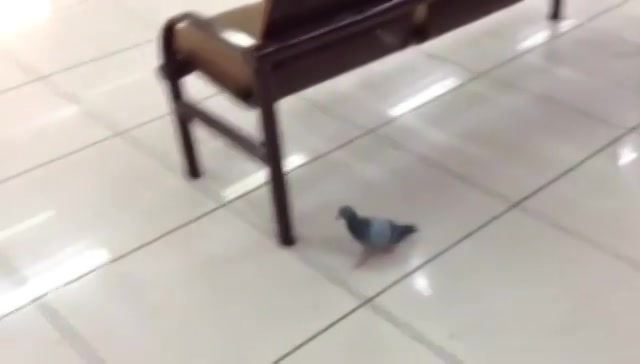 My co-passengers! 
#pigeons #travel #airport