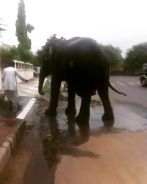 Saw this elephant today morning taking a shower, jiska naam gulab hai.. #elephant #haathi #iloveamdavad