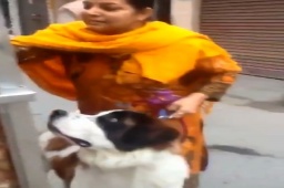 Video of a doggo eating pani puri to cheer everyone up in these difficult times!

Source: Reddit.

#stbernard #panipuri