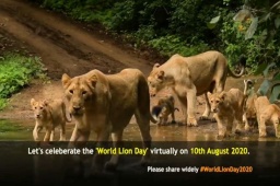 વાહ વનરાજ! 

આજે વિશ્વ સિંહ દિવસ છે! 

A very happy #worldlionday2020

#RjDhvanit #dhvanit #lion #gir #gujarat