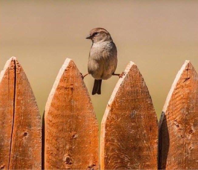 @ajaydevgn Many Happy Returns of the Day! Heres a tribute from a beautiful sparrow. https://t.co/yqRhEH9I08